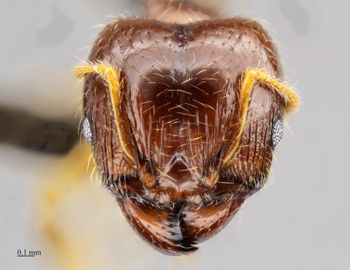 Media type: image;   Entomology 512179 Aspect: head frontal